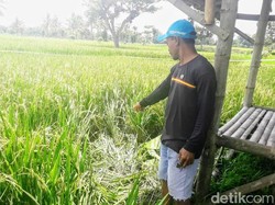Begini Upaya Polisi Temukan Kepala dari Mayat yang Terpenggal di Bondowoso