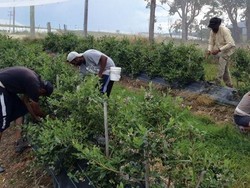 Sebentar Lagi Jatah Working Holiday Visa Untuk Indonesia Naik Jadi 4.100 Orang