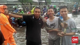 Ular Sanca Masuk Rumah Warga Saat Banjir di Mampang
