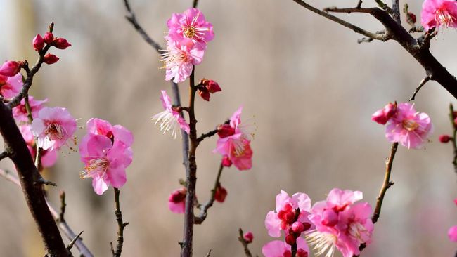 Musim Mekar Pohon Plum Yang Tak Kalah Indah Dari Sakura