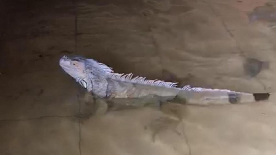 Seekor Iguana 'terlepas' saat banjir Jakarta menghebohkan ranah media sosial. Benarkan hewan tersebut Iguana liar?