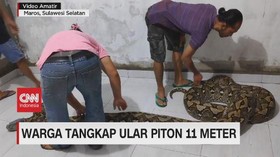 VIDEO: Warga Tangkap Ular Piton 11 Meter