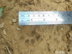 Heboh 5 Harimau Muncul di Riau, Dicek BBKSDA Ternyata Foto Editan