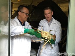 RI Sontek Cara Tasmania Budi Daya Lobster