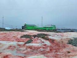 Ngeri, Salju di Antartika Berubah Jadi Merah Darah
