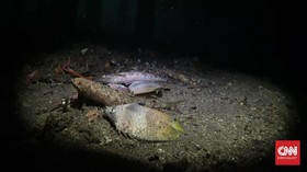 Pemicu Ratusan Ikan Mati di Maluku Utara Diusut Lewat Uji Lab