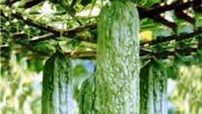 Manfaat Tersembunyi Pare untuk Kesehatan