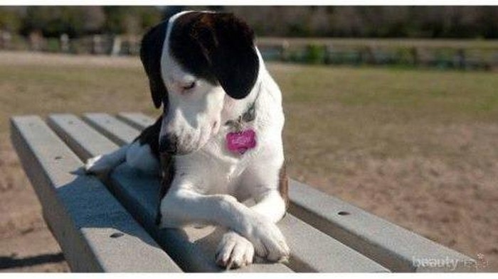 Lady Like Dog, Anjing-Anjing Berikut Tahu Bagaimana Posisi Duduk Manis Bagaikan Wanita Anggun (Part 2)