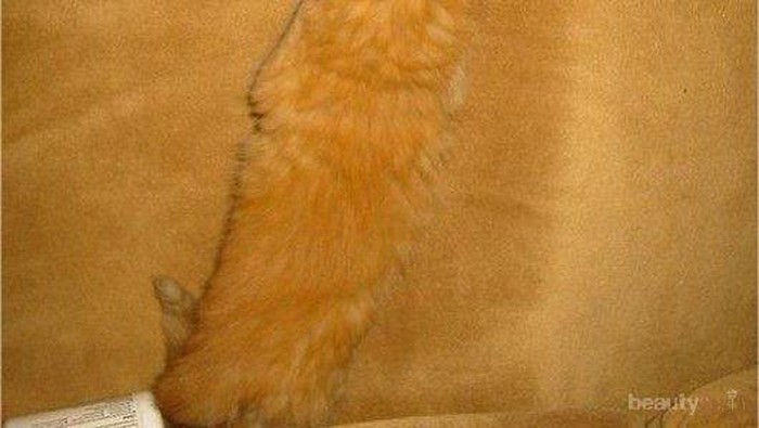 Kucing pun Pandai Berkamuflase? Ini Buktinya!