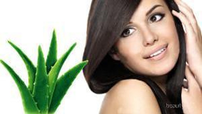 Tips Rambut Sehat dan Indah dengan Lidah Buaya