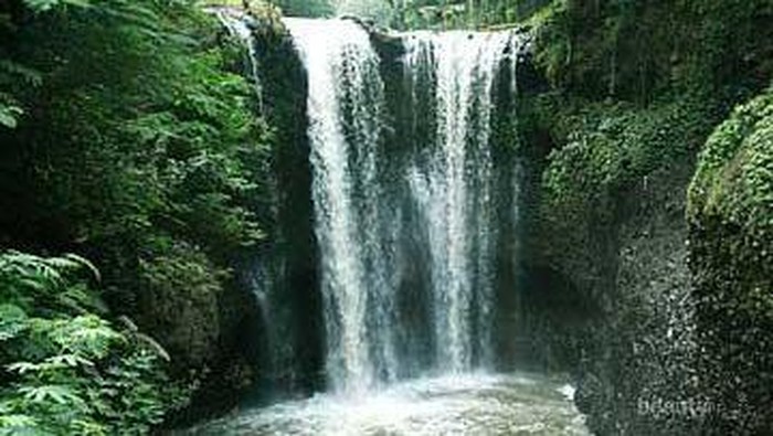 Serunya Menjelajahi Pesona Taman Hutan Raya Djuanda, Bandung