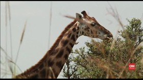 VIDEO: Populasi Jerapah di Afrika Terus Turun