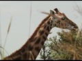 VIDEO: Populasi Jerapah di Afrika Terus Turun