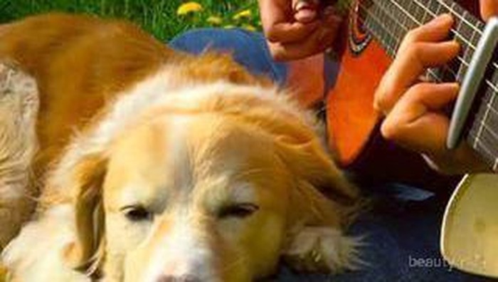 Maple The Dog! Anjing Berselera Musik Tinggi yang Menjadi Bintang Baru Vine