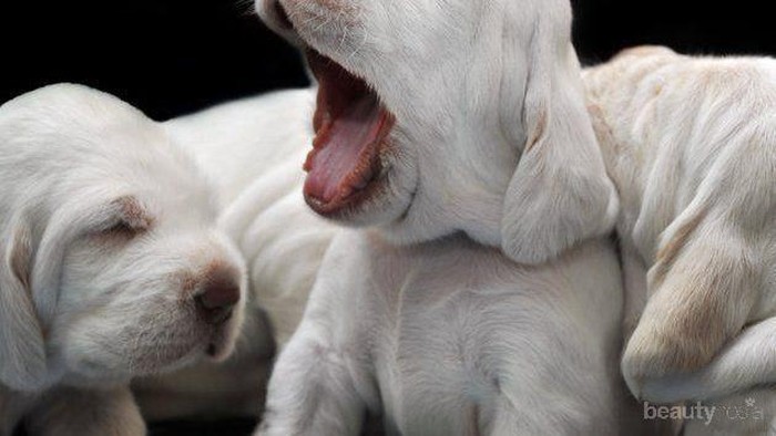 Para Anak Anjing Berikut Tahu Betapa Susahnya Bangun Pagi (Part 1)