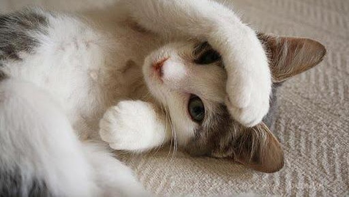 8 Video Lucu Ketika Kucing Tertidur