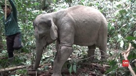 VIDEO: Evakuasi Gajah DI Aceh Timur