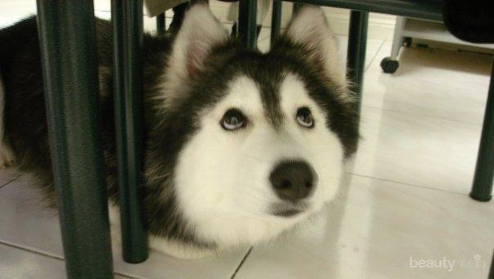 Tally The Cat-Dog, Seekor Anjing yang Merasa Dirinya Adalah Kucing