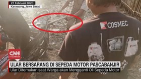 VIDEO: Ular Bersarang di Sepeda Motor Pascabanjir