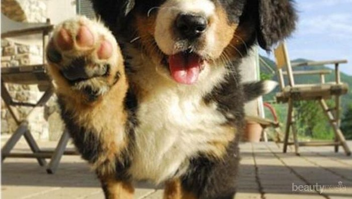 Walaupun Masih Anak-Anak Jenis Anjing Berikut Memiliki Tubuh Besar