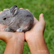 [FORUM] Kelinci kok dijadiin sate sih....