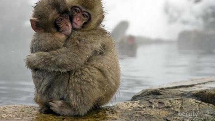 Hewan dalam Kebersamaan (Part 3)