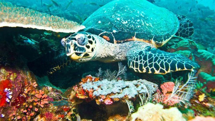 10 Tempat Diving Terindah di Indonesia