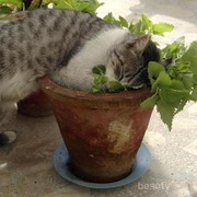 Catnip, Ganja untuk Kucing yang Malas
