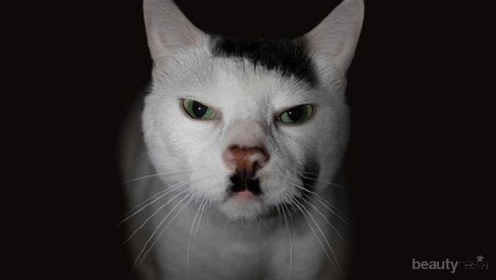 Kucing dengan Motif Bulu yang Tak Biasa!