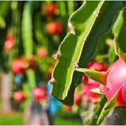 Manfaat Buah Naga untuk Kesehatan (Bagian 2)