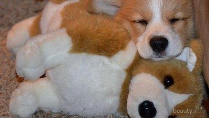 Pose Menggemaskan Para Anjing Saat Bermain dengan Boneka Mereka (Part 2)