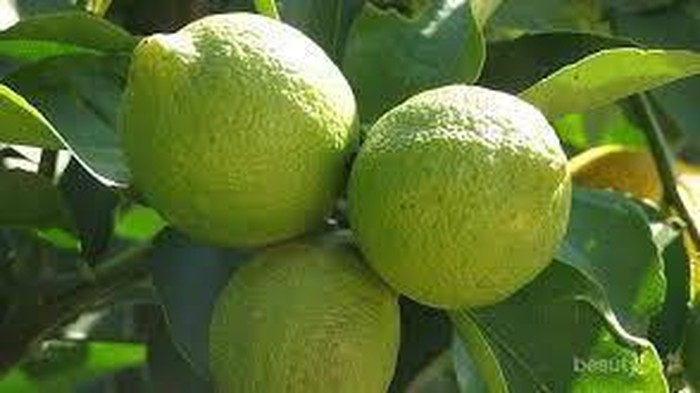 Manfaat Jeruk Nipis untuk Kecantikan