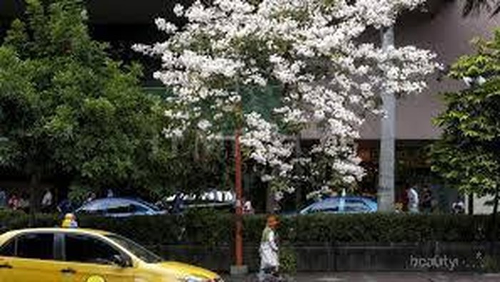 Bunga Tabebuia Hiasi Kota Surabaya