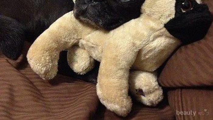 Pose Menggemaskan Para Anjing Saat Bermain dengan Boneka Mereka (Part 1)