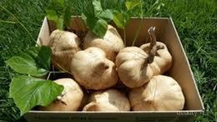 Kulit Wangi dan Segar dengan Lulur Buah