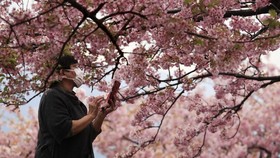 Rela Keluar Rumah Demi Mekar Sakura dan Hangat Mentari