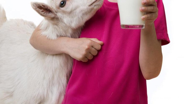 Segudang Manfaat Susu Kambing untuk Kesehatan dan Kecantikan