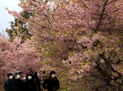 Maaf, Tak Ada Pesta Sakura di Tokyo Karena Virus Corona