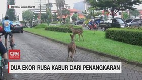 VIDEO: Dua Ekor Rusa Kabur dari Penangkaran