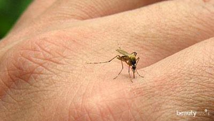 Mudah Didapatkan, 4 Bahan Alami Ini Bisa Usir Nyamuk