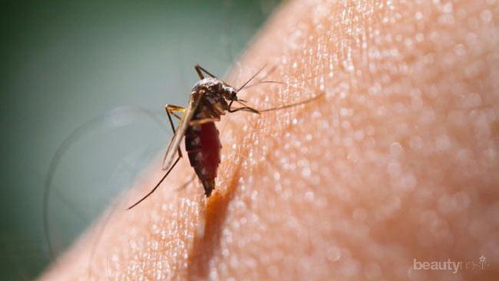 Amankah Terlalu Sering Menggunakan Krim Anti Nyamuk di Kulit?