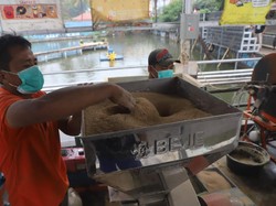 Jadi Alternatif Pakan Ikan, KKP Akan Bangun 7 Unit Percontohan Maggot