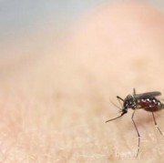 7 Cara Mudah Agar Terhindar dari Gigitan Nyamuk