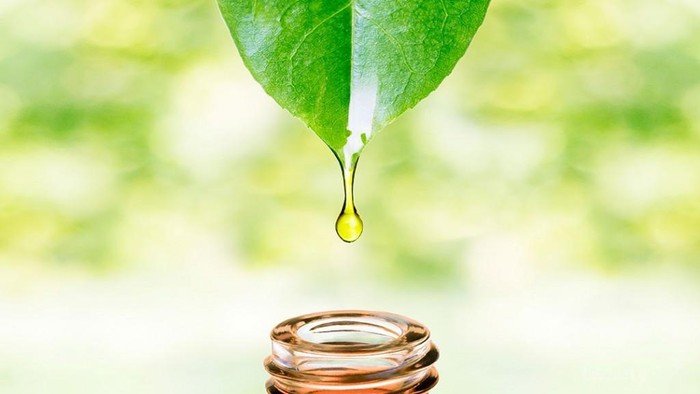 Bahan Alami Dalam Kosmetik Korea yang Semakin Populer (Bagian 2)