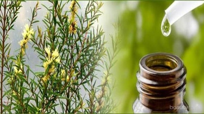 Manfaat Tea Tree Oil Untuk Kulit