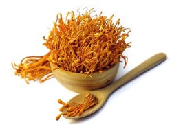 Cordyceps Militaris, Jamur Terbaik untuk Imunitas dan Saluran Napas