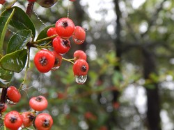 Keren! Hanya Makan Buah, Pria Ini Garap Lahan Tandus Jadi Kebun Buah