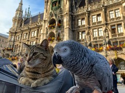 Kucing dan Burung Beo Traveling Bareng Keliling Eropa, Kamu Kapan?