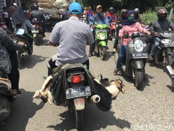 Guys, Ini Alasan Motor Tidak Disarankan untuk Bawa Kambing