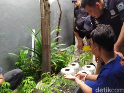 Merasa Cerdik Tanam Ganja Hidroponik, Penjual Kucing Ini Justru Tak Berkutik